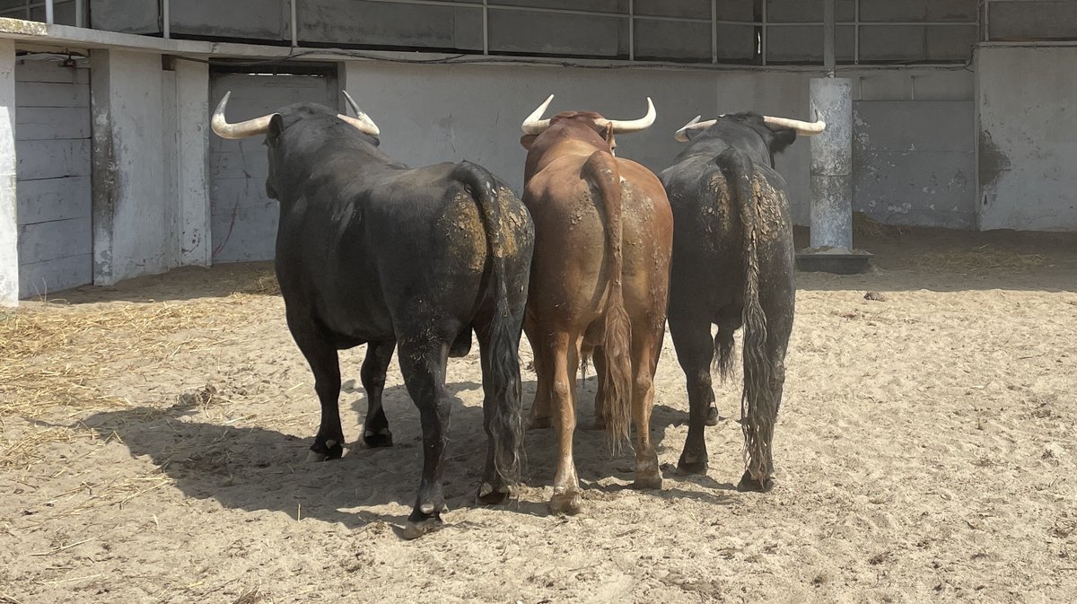 Présentation toros de la feria de Pentecôte Nîmes 2024 (Photo Anthony Maurin)