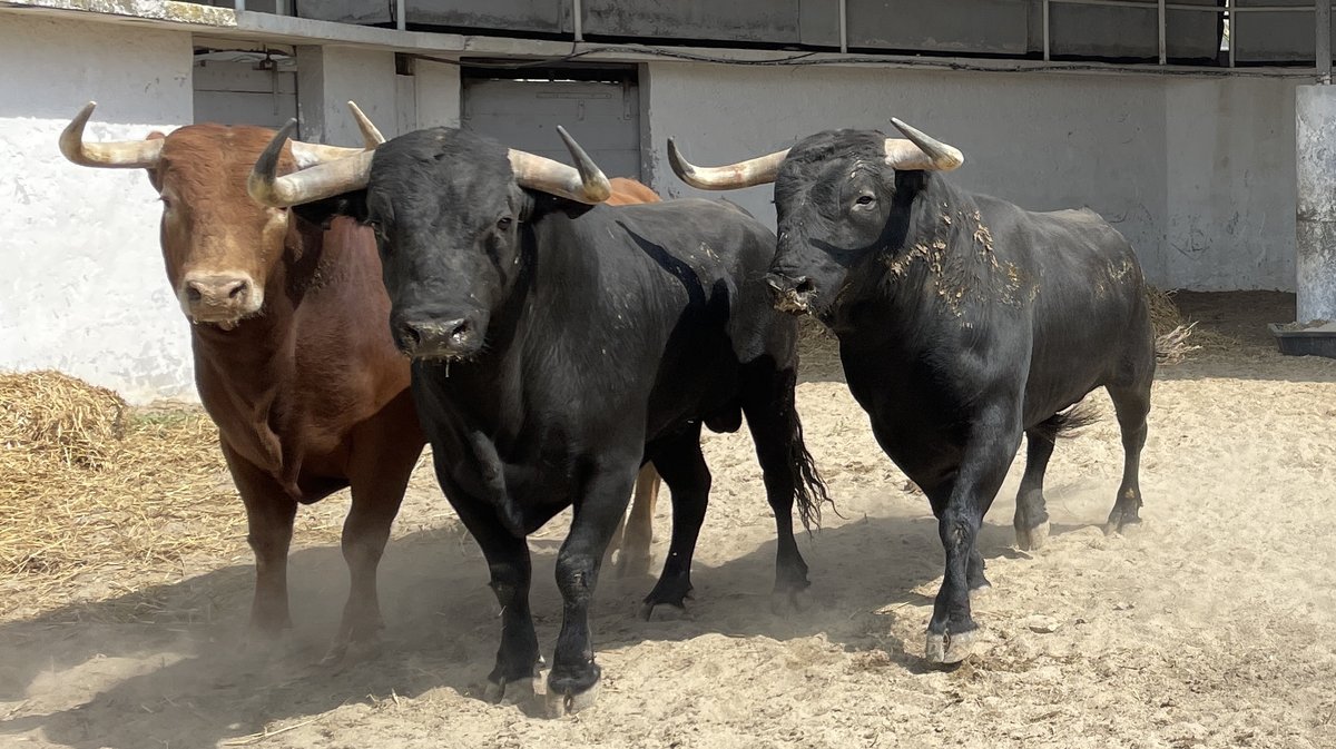 Présentation toros de la feria de Pentecôte Nîmes 2024 (Photo Anthony Maurin)