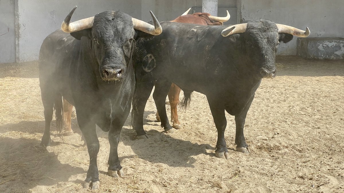 Présentation toros de la feria de Pentecôte Nîmes 2024 (Photo Anthony Maurin)