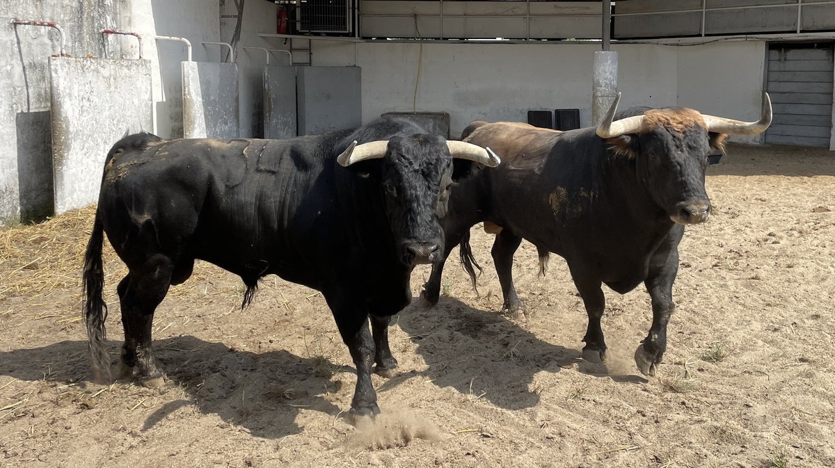 Présentation toros de la feria de Pentecôte Nîmes 2024 (Photo Anthony Maurin)