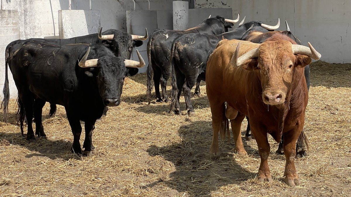 Présentation toros de la feria de Pentecôte Nîmes 2024 (Photo Anthony Maurin)