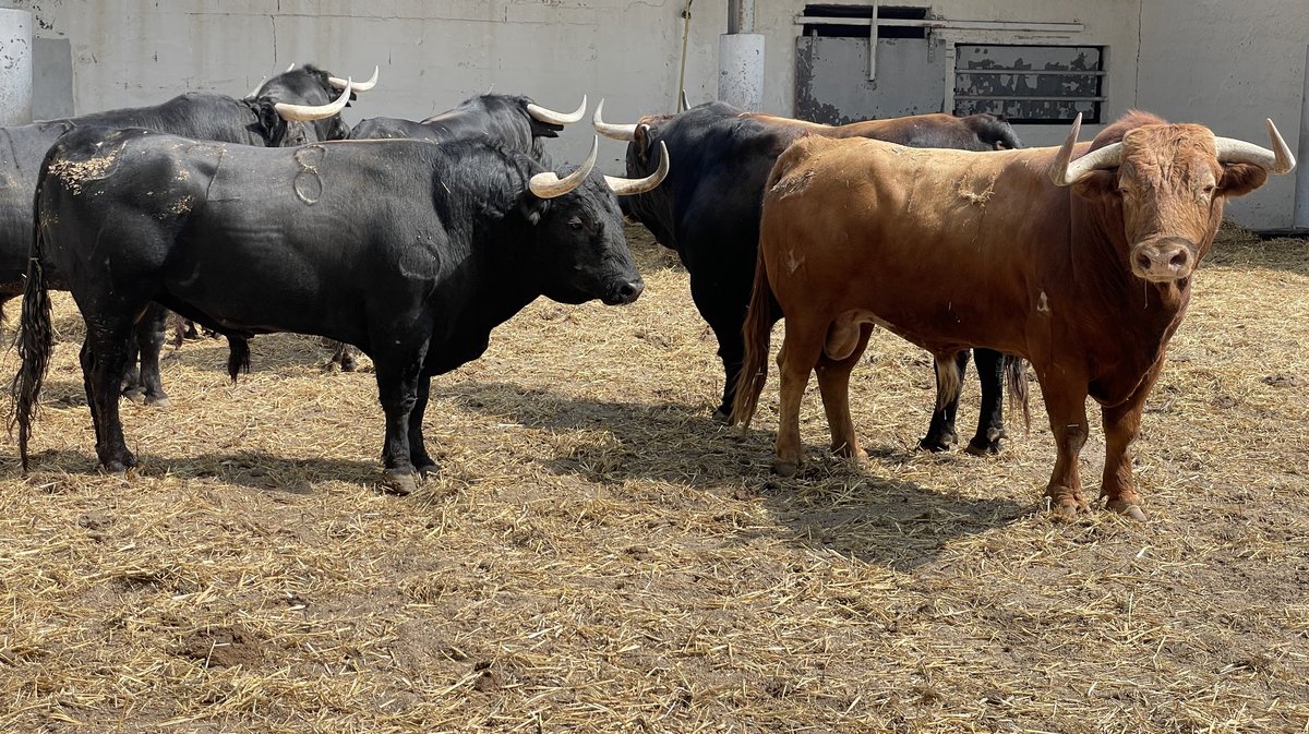 Présentation toros de la feria de Pentecôte Nîmes 2024 (Photo Anthony Maurin)