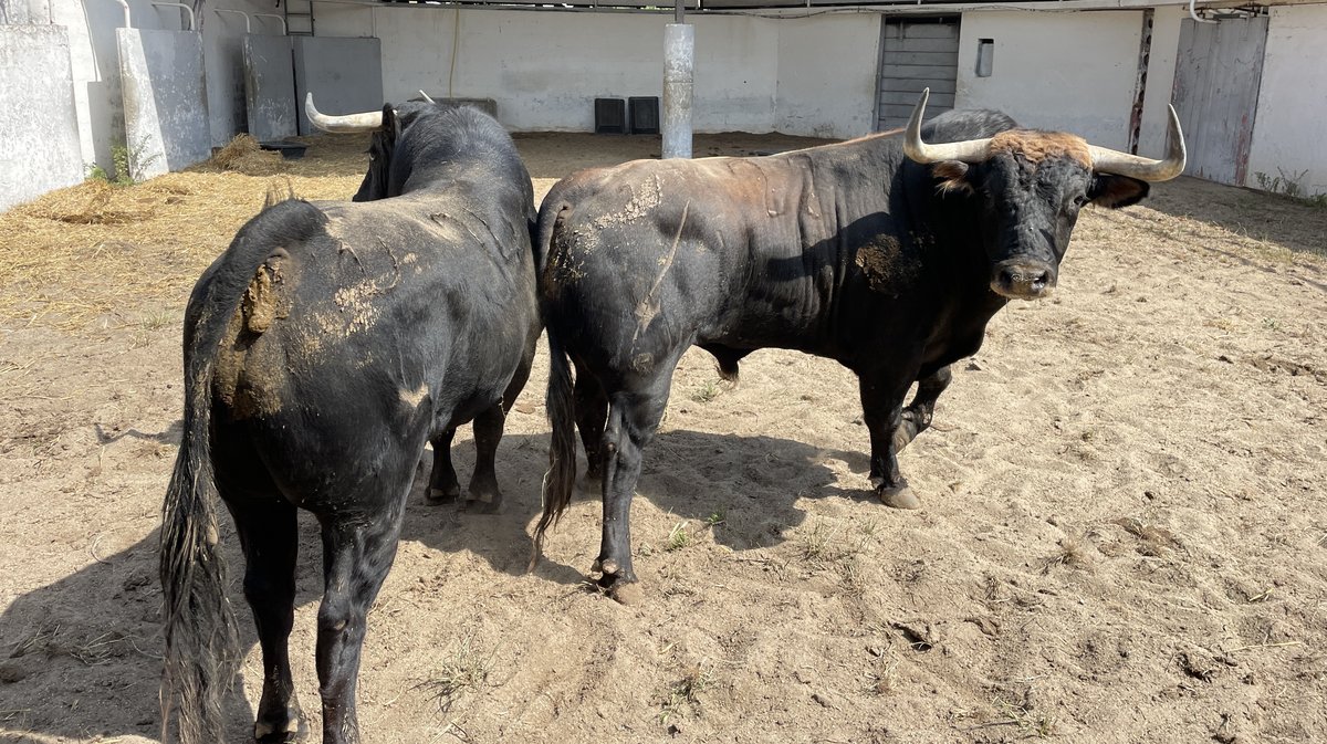 Présentation toros de la feria de Pentecôte Nîmes 2024 (Photo Anthony Maurin)