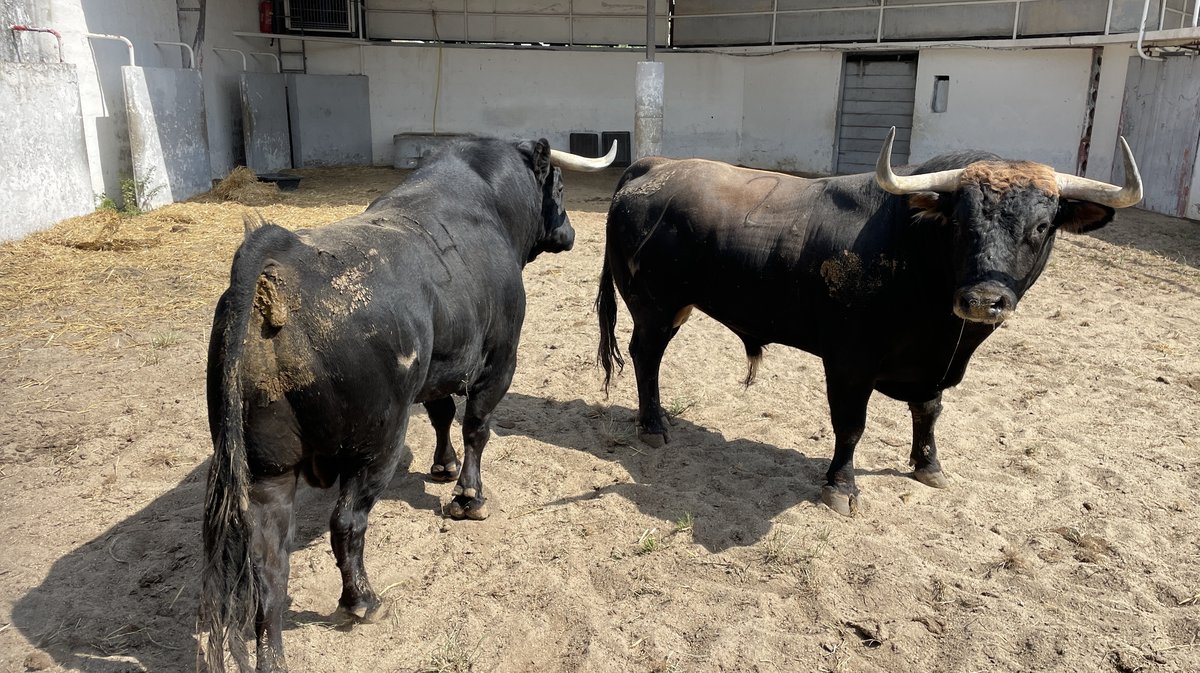 Présentation toros de la feria de Pentecôte Nîmes 2024 (Photo Anthony Maurin)