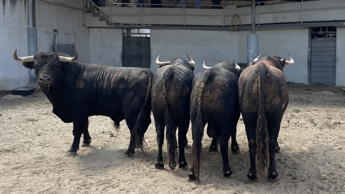 Présentation toros de la feria de Pentecôte Nîmes 2024 (Photo Anthony Maurin)