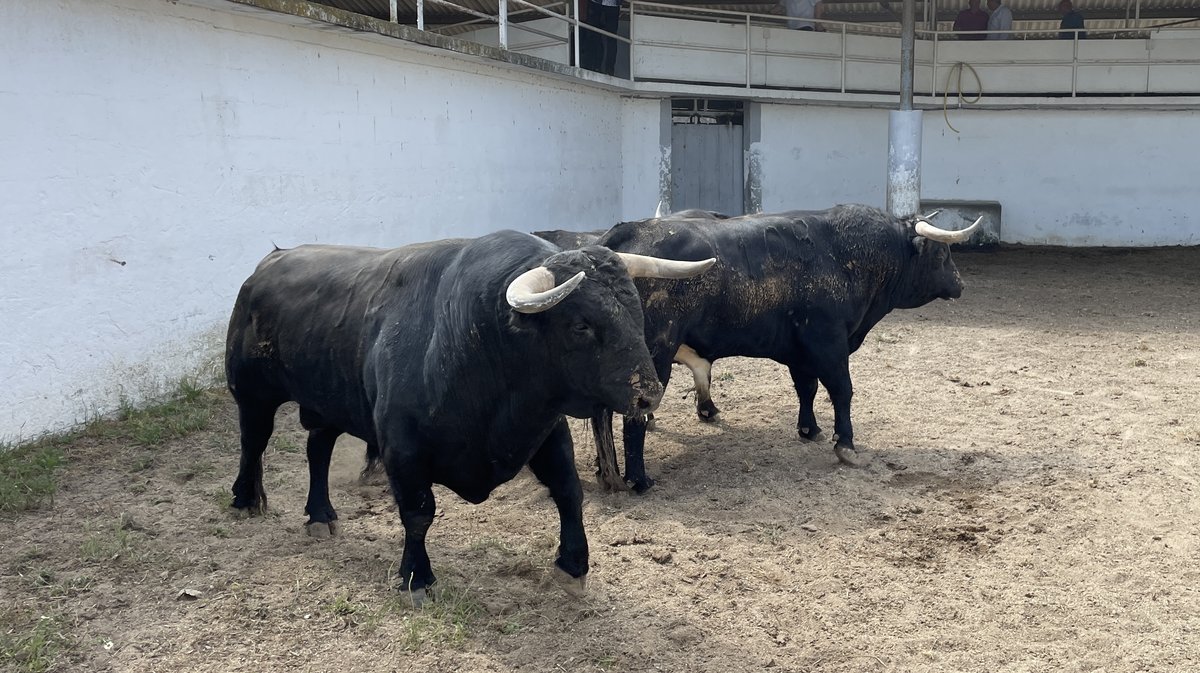 Présentation toros de la feria de Pentecôte Nîmes 2024 (Photo Anthony Maurin)