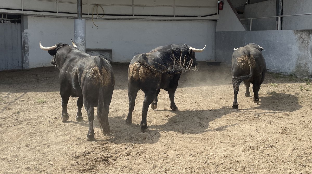 Présentation toros de la feria de Pentecôte Nîmes 2024 (Photo Anthony Maurin)