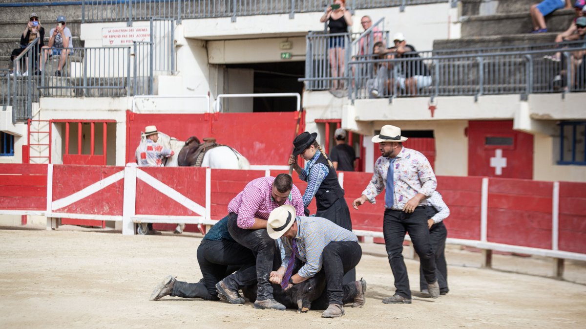 rodeo camarguais grau du roi (yp)