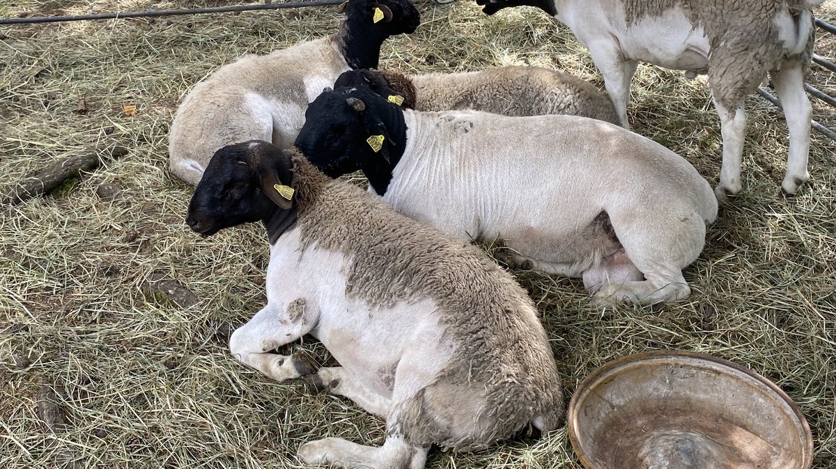 32e édition Fête Transhumance Espérou 2024