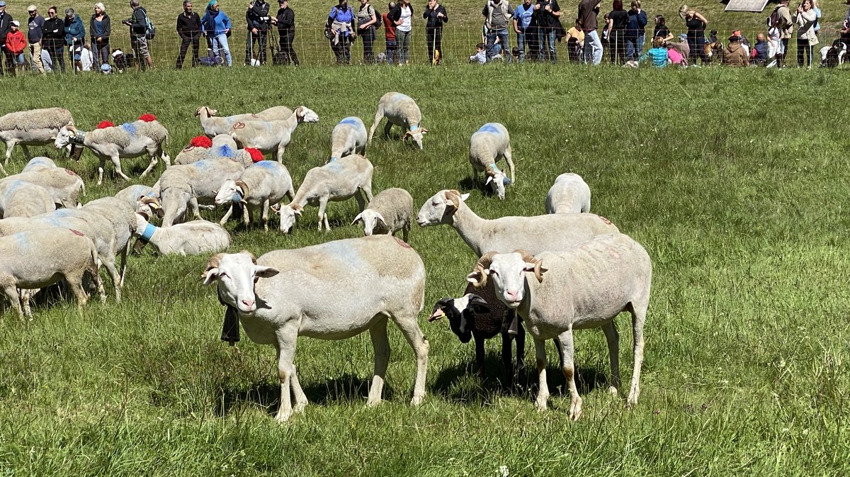 32e édition Fête Transhumance Espérou 2024