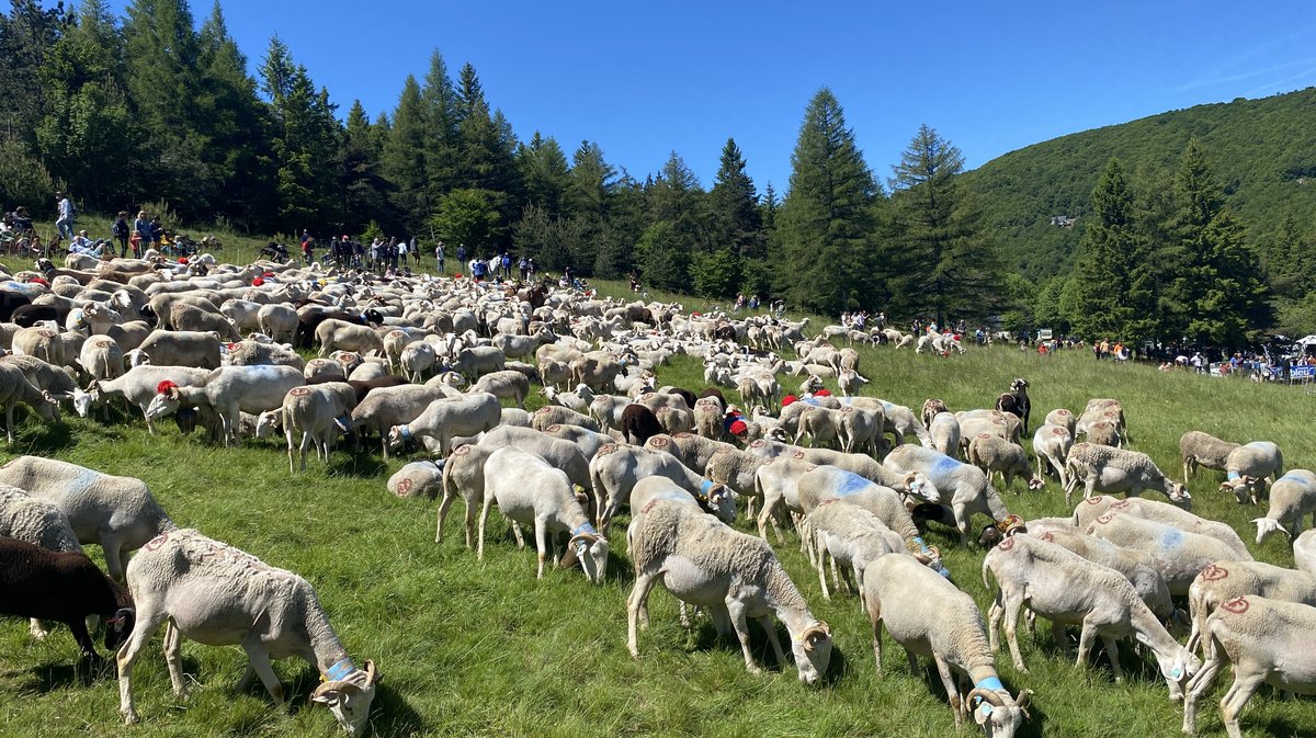 32e édition Fête Transhumance Espérou 2024