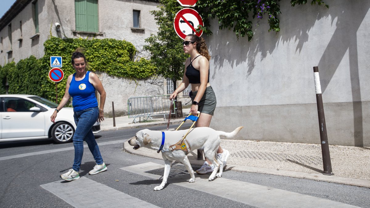 lola et tahiti chien d'aveugle vauvert (yp)