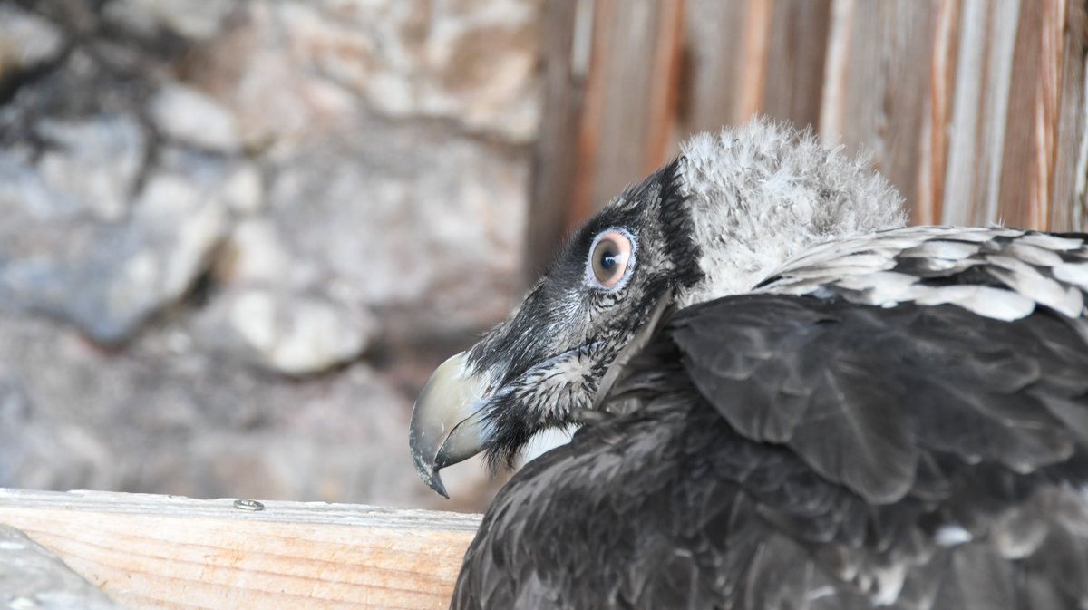 CÉVENNES Quatre gypaètes barbus introduit dans le parc National