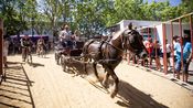fete votive vauvert 2024 (yp)