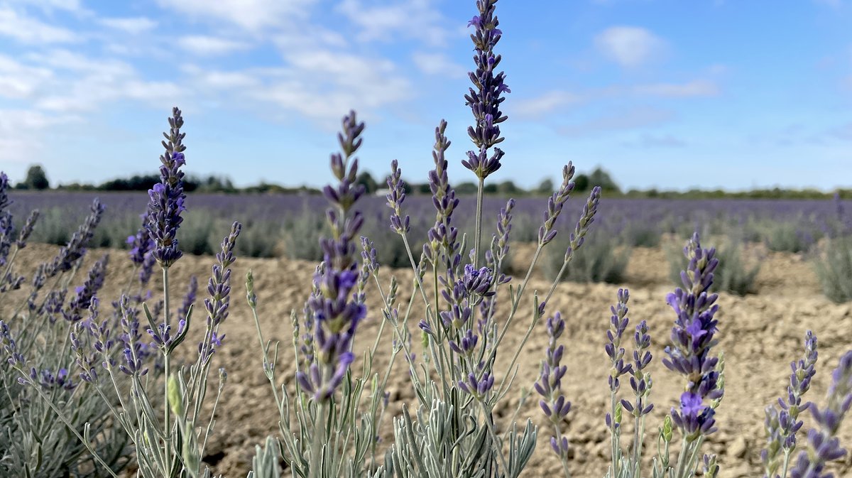 La lavande (Photo Anthony Maurin)