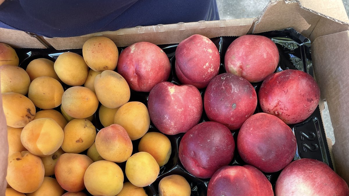 Distribution brugnons et abricots au Clos d'Orville par la Banque alimentaire du Gard (Photo Anthony Maurin)