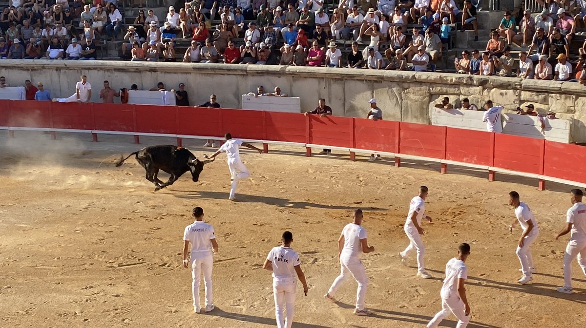 Course camarguaise Arènes de Nîmes