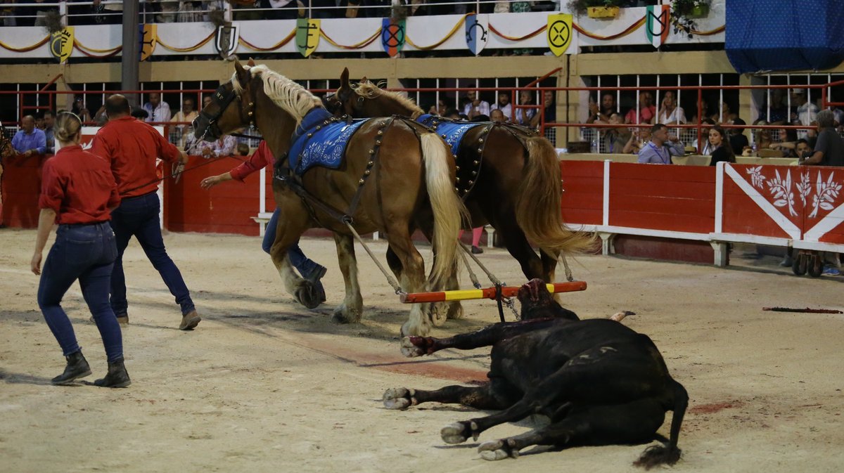 Corrida de Blohorn pour El Rafi, Christian Parejo et Solal (Photo Anthony Maurin)