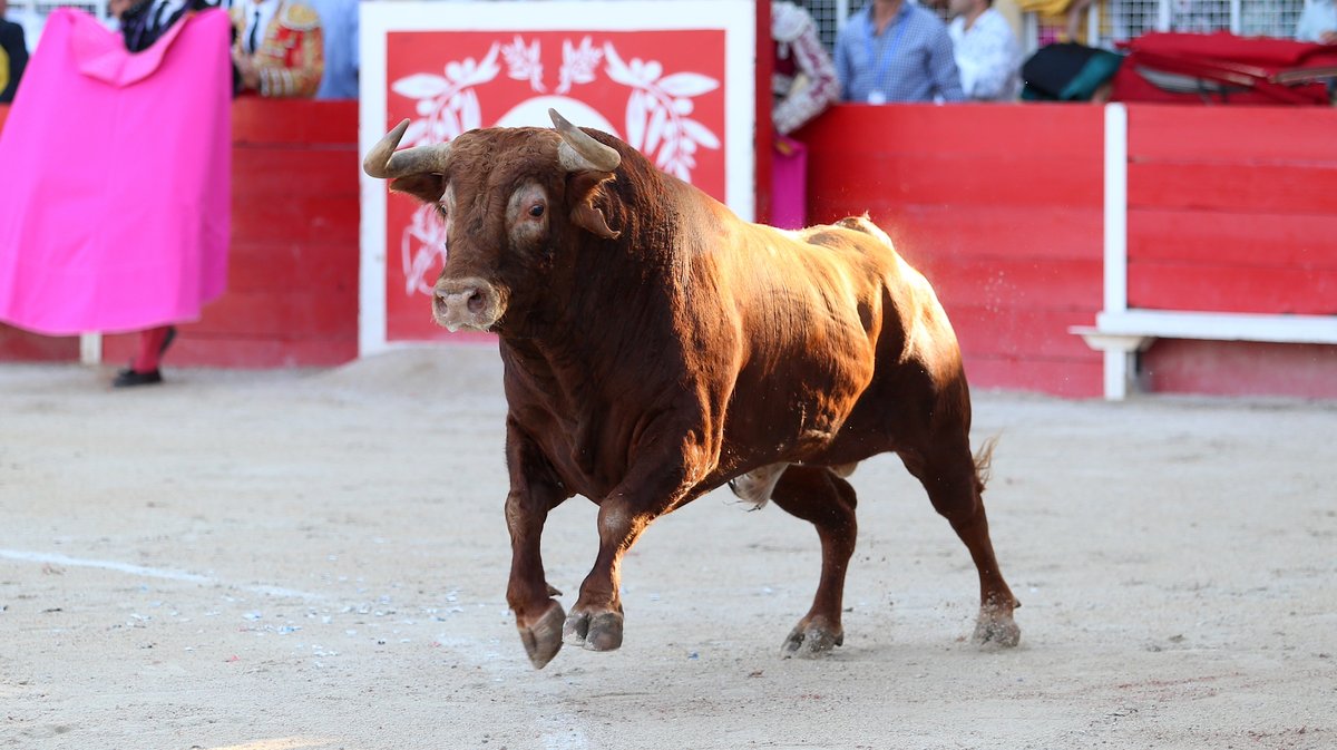 Corrida de Rocio de la Camara pour la despedida de Thomas Joubert, Andrés Roca Rey et Adriano (Photo Anthony Maurin)