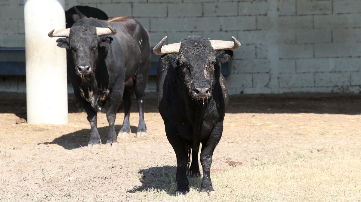 Espace toros Arles Gimeaux Sonnailler Riz 2024 (Photo Anthony Maurin)