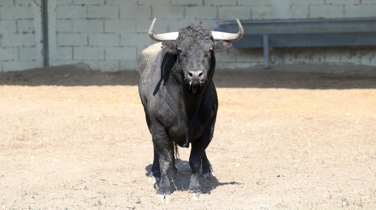 Espace toros Arles Gimeaux Sonnailler Riz 2024 (Photo Anthony Maurin)