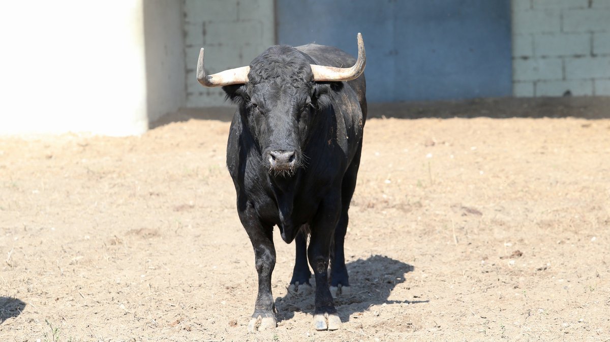 Espace toros Arles Gimeaux Sonnailler Riz 2024 (Photo Anthony Maurin)