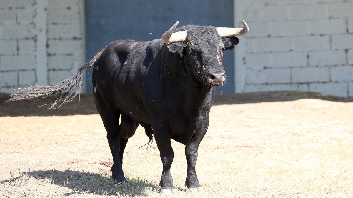 Espace toros Arles Gimeaux Sonnailler Riz 2024 (Photo Anthony Maurin)