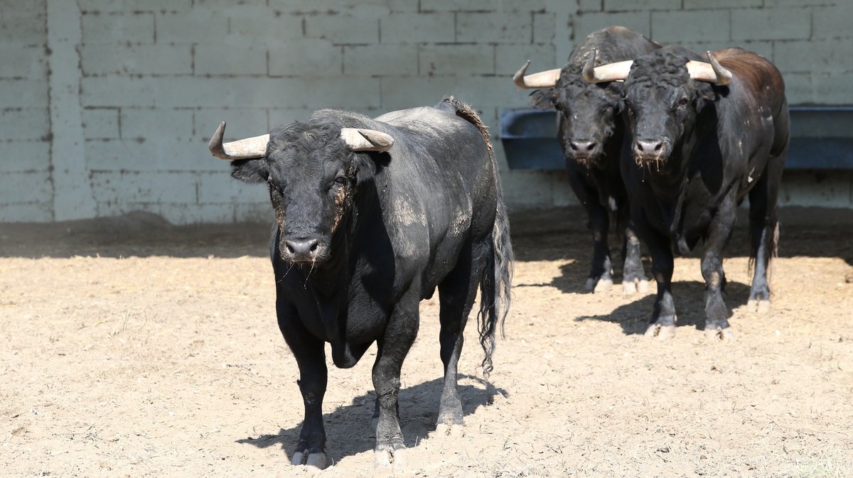 Espace toros Arles Gimeaux Sonnailler Riz 2024 (Photo Anthony Maurin)