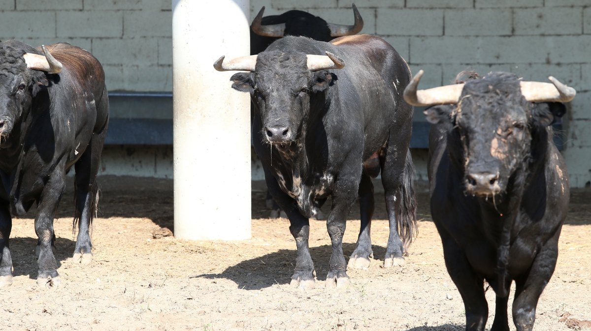 Espace toros Arles Gimeaux Sonnailler Riz 2024 (Photo Anthony Maurin)