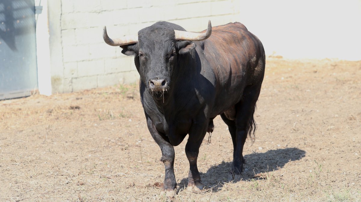 Espace toros Arles Gimeaux Sonnailler Riz 2024 (Photo Anthony Maurin)