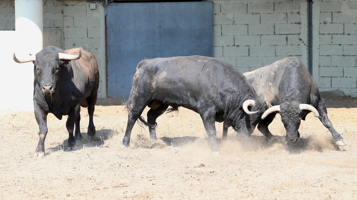 Espace toros Arles Gimeaux Sonnailler Riz 2024 (Photo Anthony Maurin)