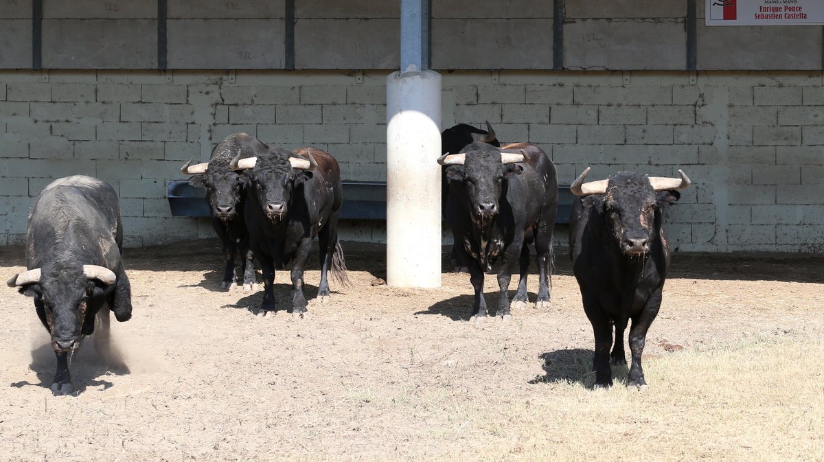 Espace toros Arles Gimeaux Sonnailler Riz 2024 (Photo Anthony Maurin)