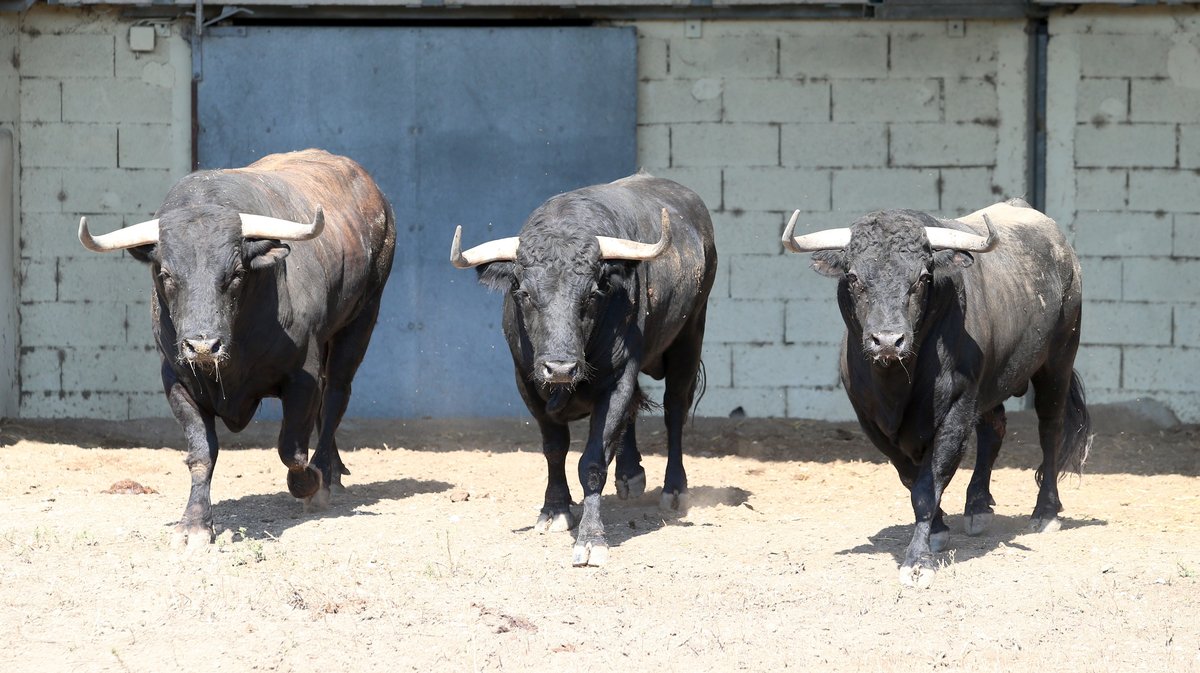 Espace toros Arles Gimeaux Sonnailler Riz 2024 (Photo Anthony Maurin)