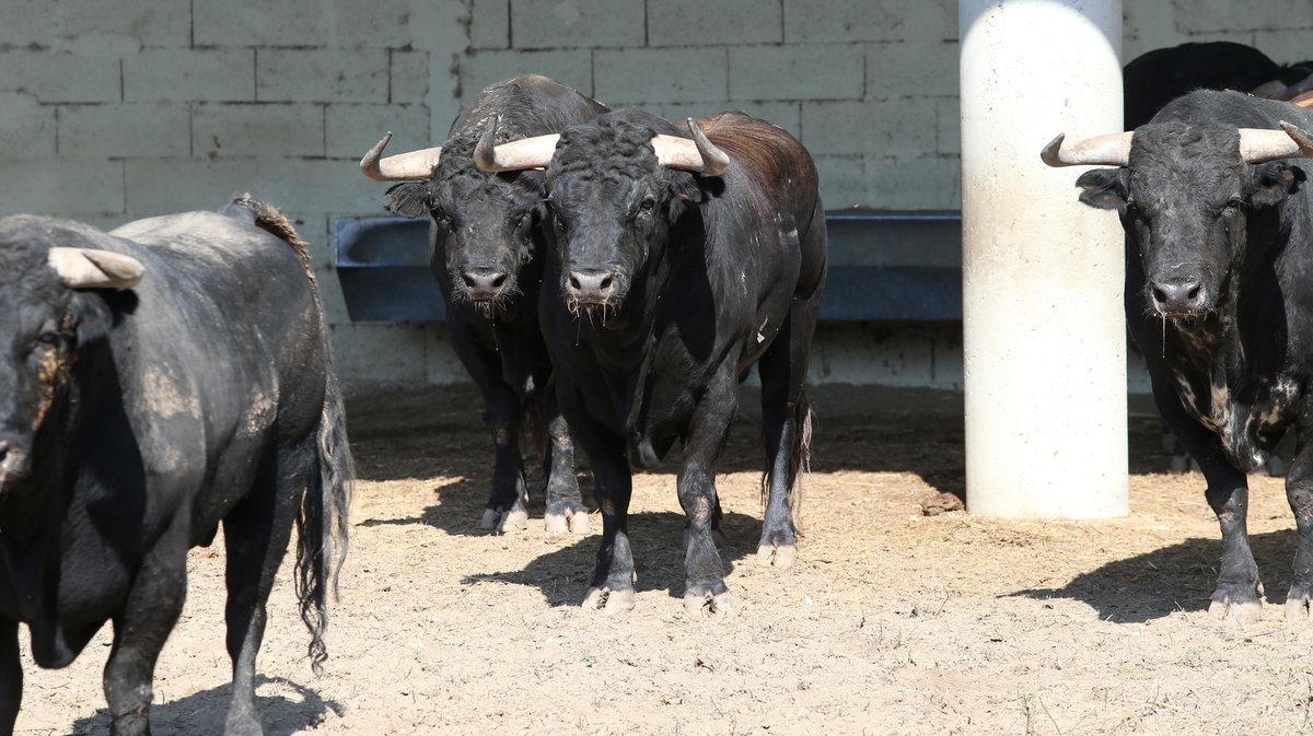 Espace toros Arles Gimeaux Sonnailler Riz 2024 (Photo Anthony Maurin)