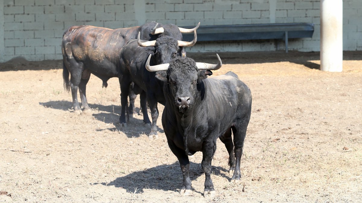 Espace toros Arles Gimeaux Sonnailler Riz 2024 (Photo Anthony Maurin)