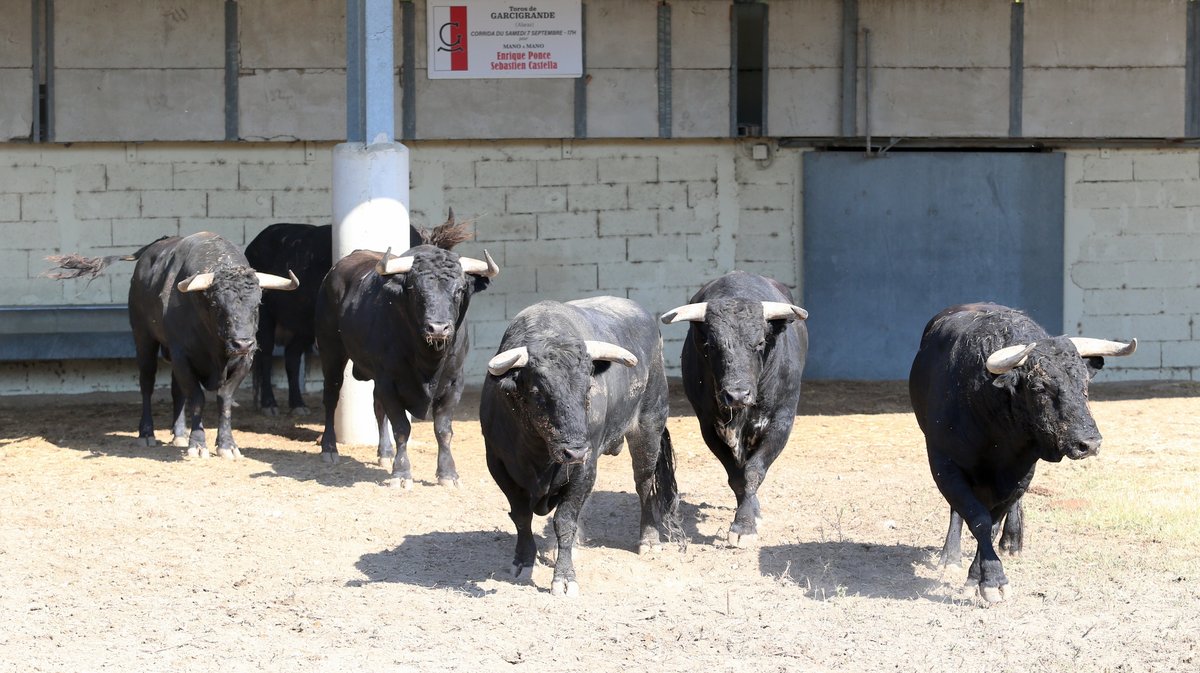 Espace toros Arles Gimeaux Sonnailler Riz 2024 (Photo Anthony Maurin)