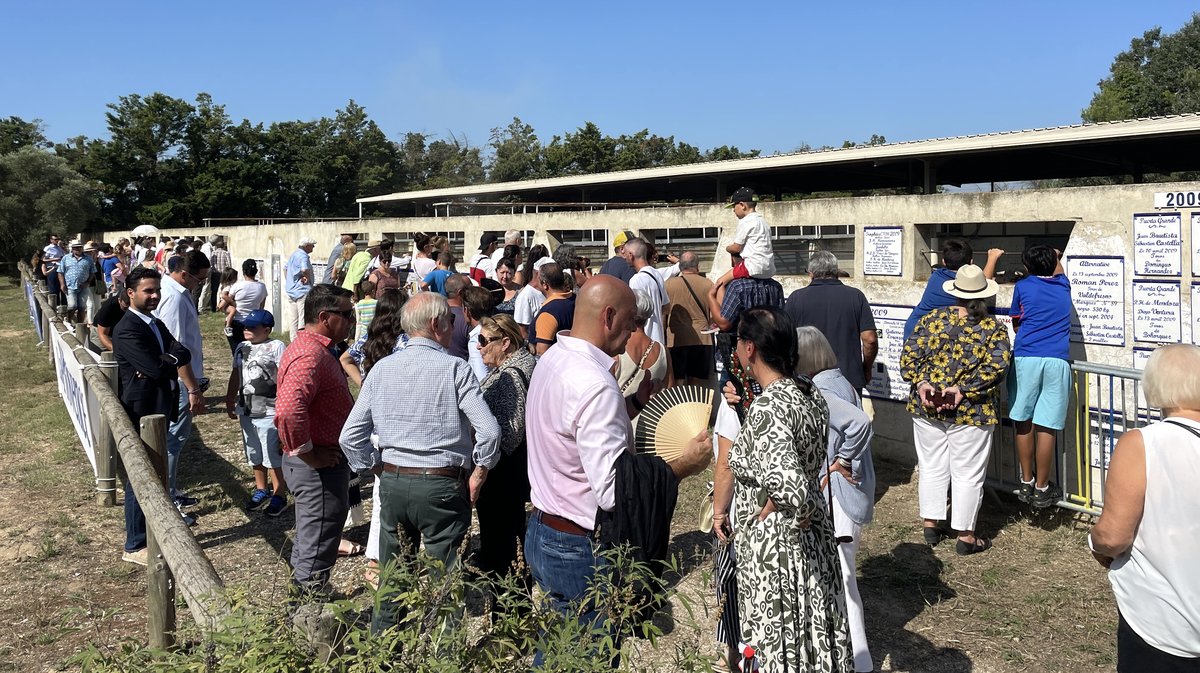 Espace toros Arles Gimeaux Sonnailler Riz 2024 (Photo Anthony Maurin)