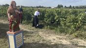 Vendanges à l'ancienne Beaucaire