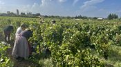 Vendanges à l'ancienne Beaucaire