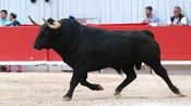 Corrida de Curé de Valverde pour Juan de Castilla, Jesus Enrique Colombo et Maxime Solera (Photo Anthony Maurin)