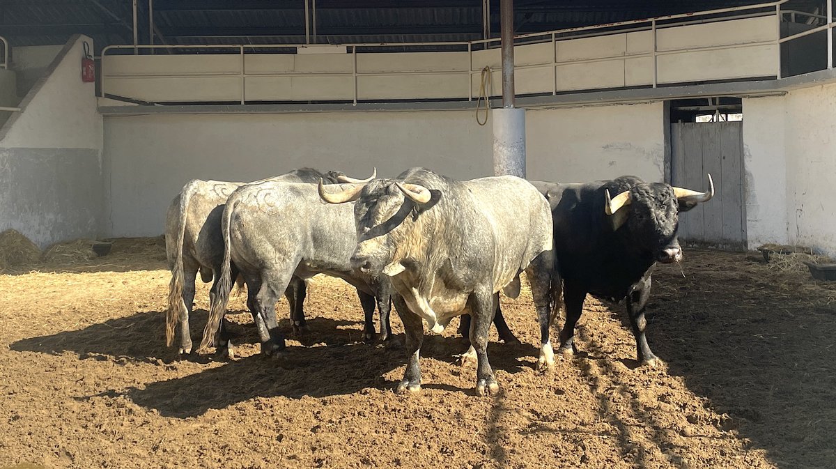 Les toros de la feria des Vendanges 2024 aux corrals de Nîmes (Photo Anthony Maurin)