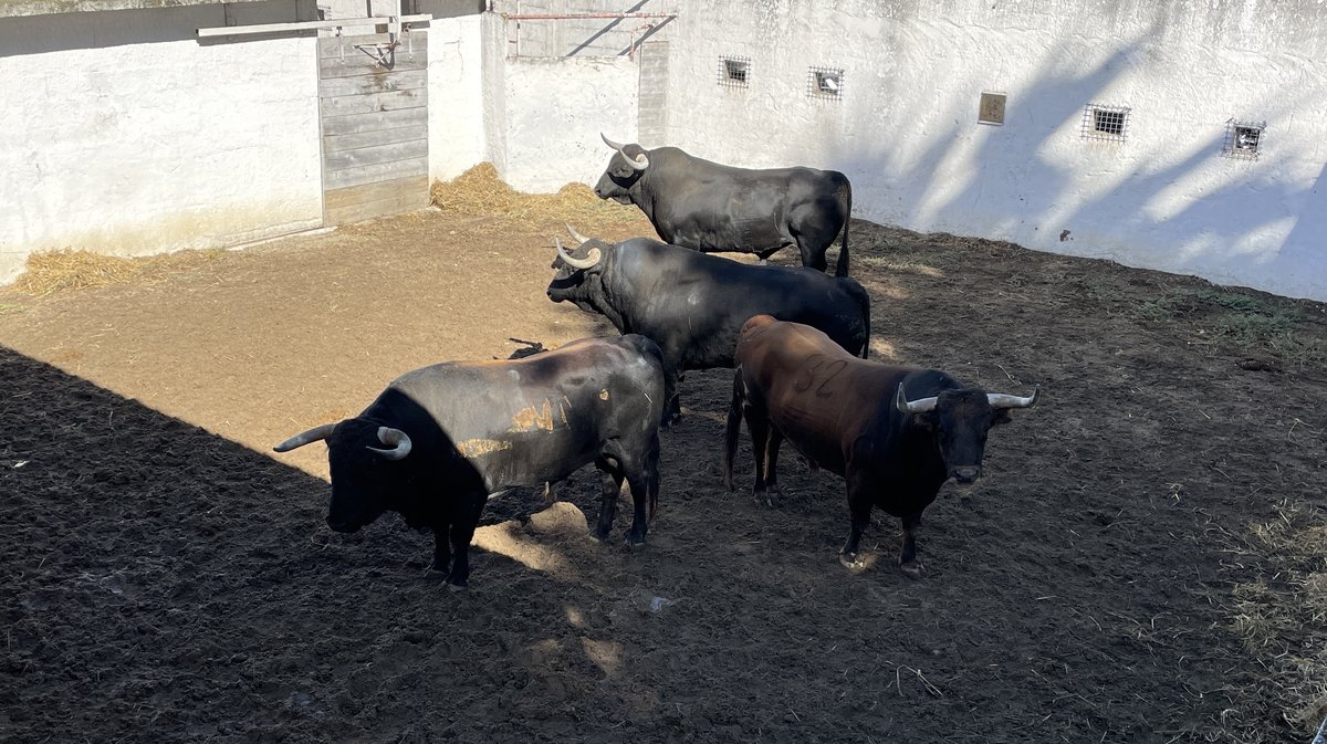 Les toros de la feria des Vendanges 2024 aux corrals de Nîmes (Photo Anthony Maurin)