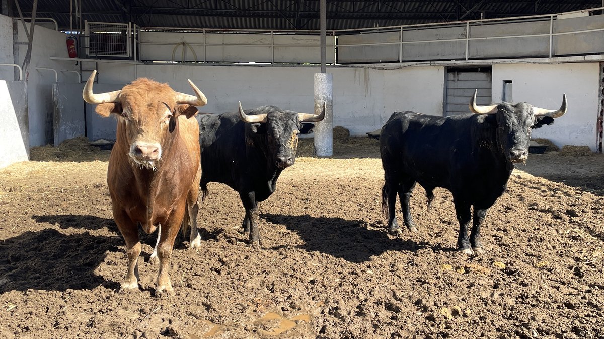 Les toros de la feria des Vendanges 2024 aux corrals de Nîmes (Photo Anthony Maurin)