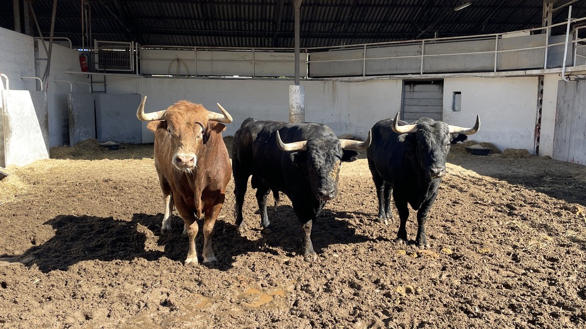 Les toros de la feria des Vendanges 2024 aux corrals de Nîmes (Photo Anthony Maurin)