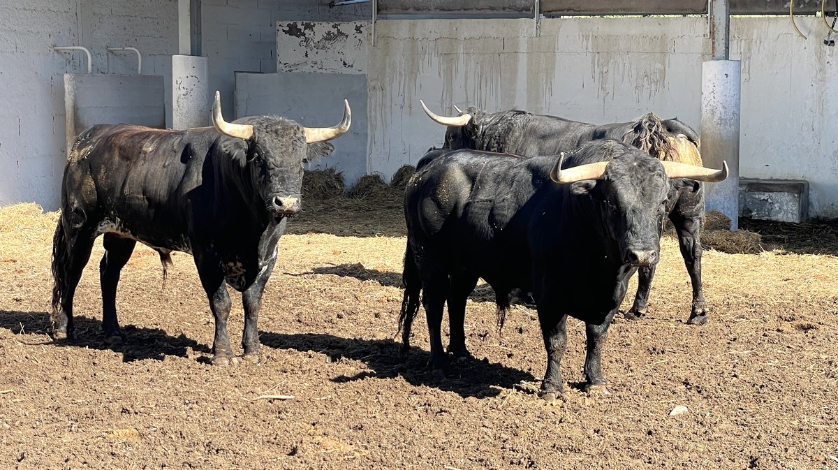 Les toros de la feria des Vendanges 2024 aux corrals de Nîmes (Photo Anthony Maurin)