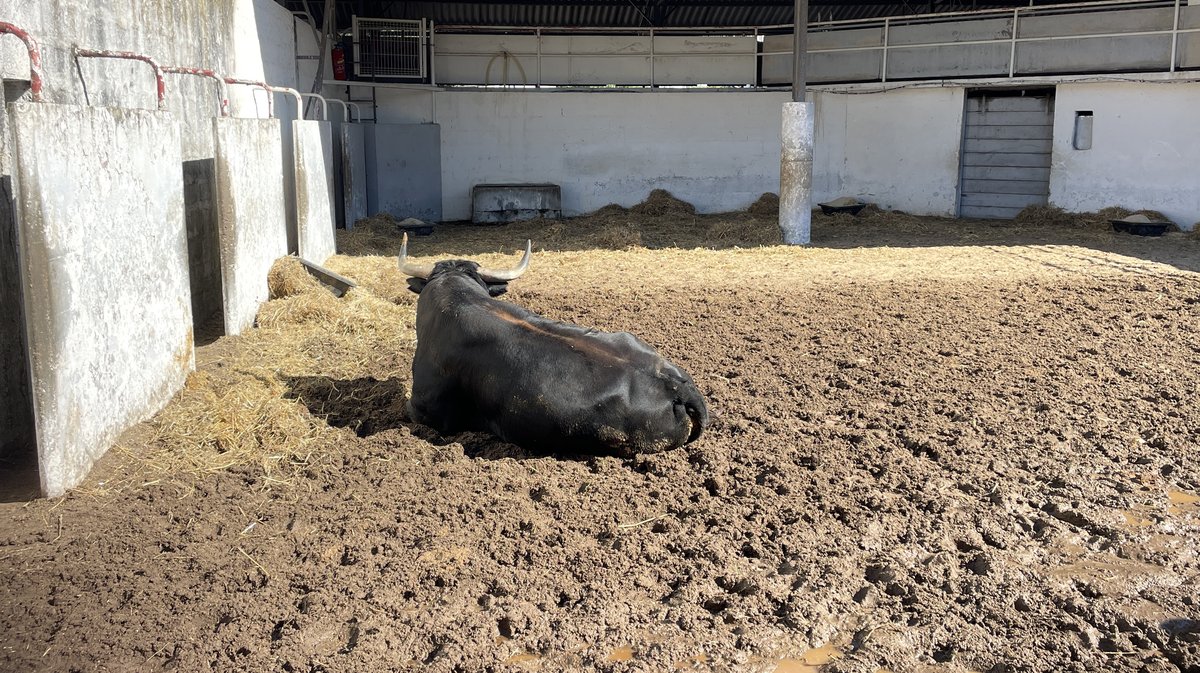 Les toros de la feria des Vendanges 2024 aux corrals de Nîmes (Photo Anthony Maurin)