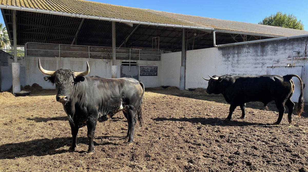 Les toros de la feria des Vendanges 2024 aux corrals de Nîmes (Photo Anthony Maurin)