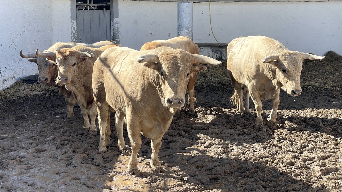 Les toros de la feria des Vendanges 2024 aux corrals de Nîmes (Photo Anthony Maurin)