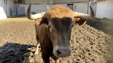 Les toros de la feria des Vendanges 2024 aux corrals de Nîmes (Photo Anthony Maurin)