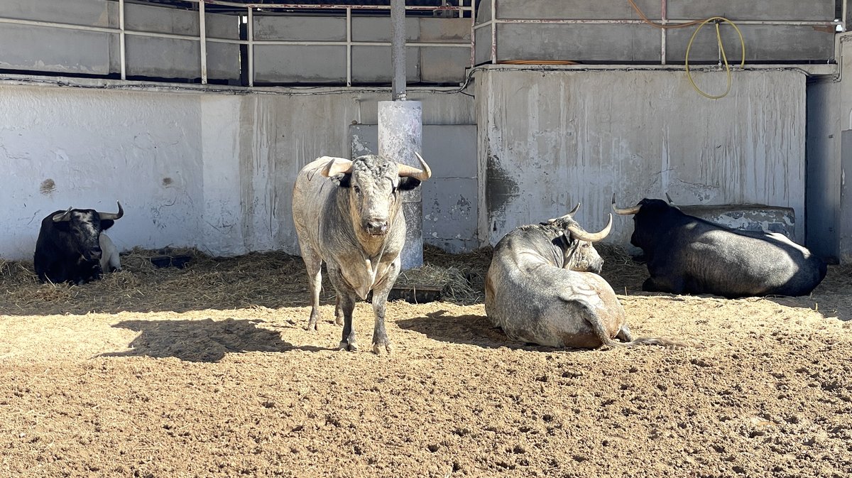 Les toros de la feria des Vendanges 2024 aux corrals de Nîmes (Photo Anthony Maurin)